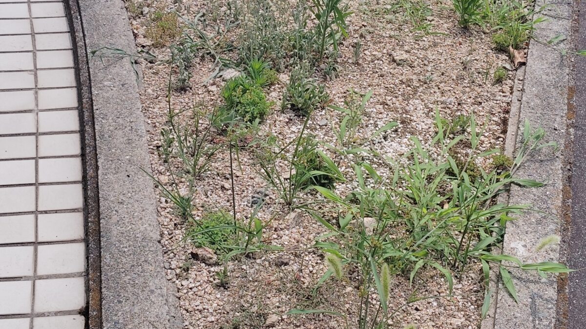 兵庫県姫路市材木町付近の清掃活動 2025/7/4(金)　作業日時　10時30分～11時10分