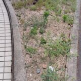 兵庫県姫路市材木町付近の清掃活動 2025/7/4(金)　作業日時　10時30分～11時10分