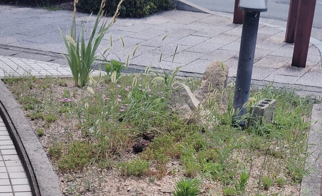 兵庫県姫路市材木町付近の清掃活動 2025/7/4(金)　作業日時　10時30分～11時10分