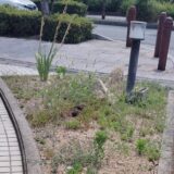 兵庫県姫路市材木町付近の清掃活動 2025/7/4(金)　作業日時　10時30分～11時10分